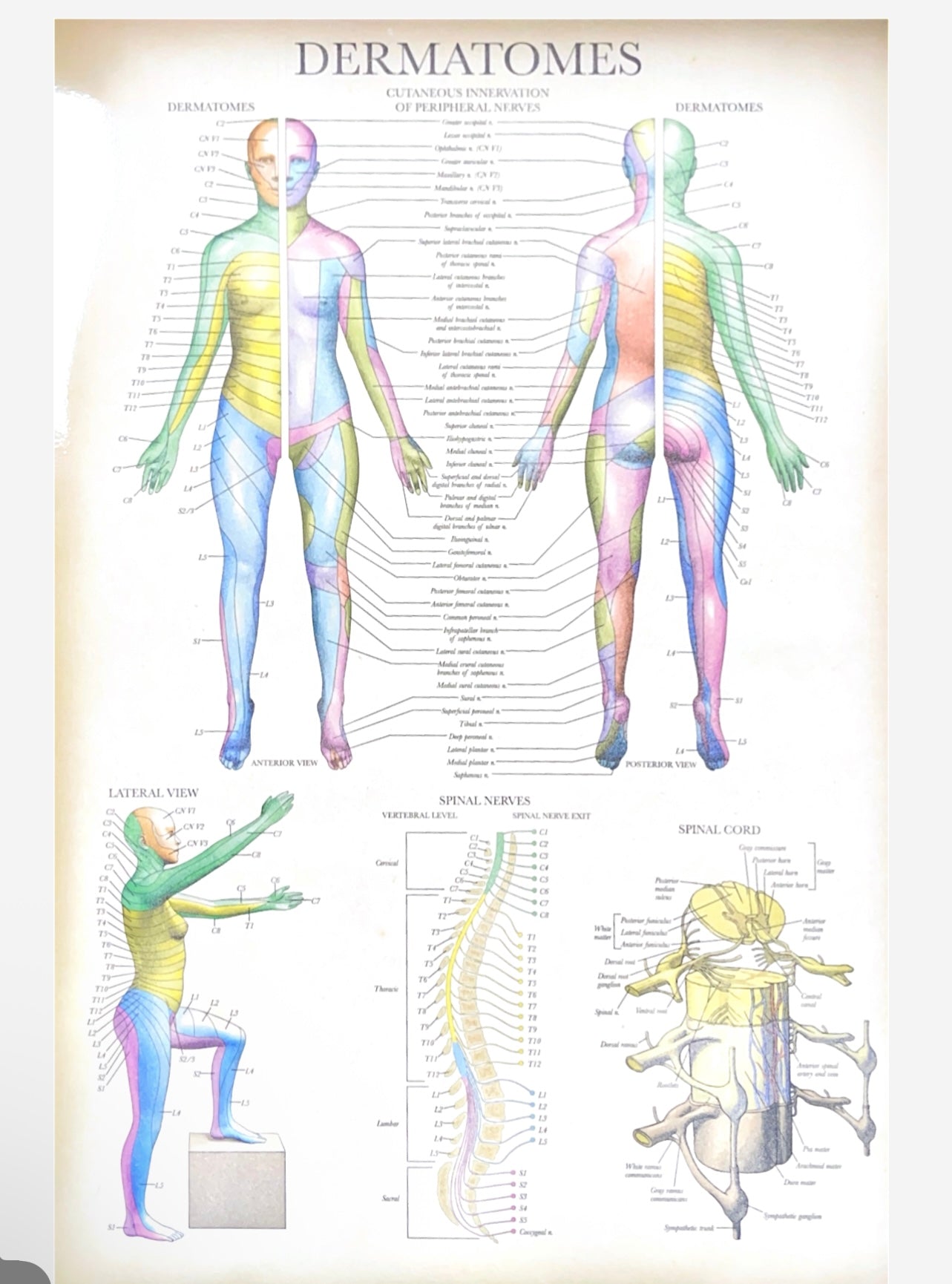 Dermatomim Spinal & Cranial Nerves and Dermatomes